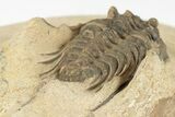 Spiny Leonaspis Trilobite - Foum Zguid, Morocco #204438-4
